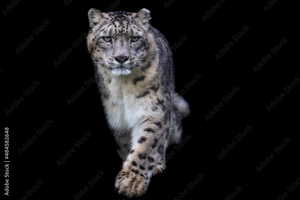 Snow Leopard Background