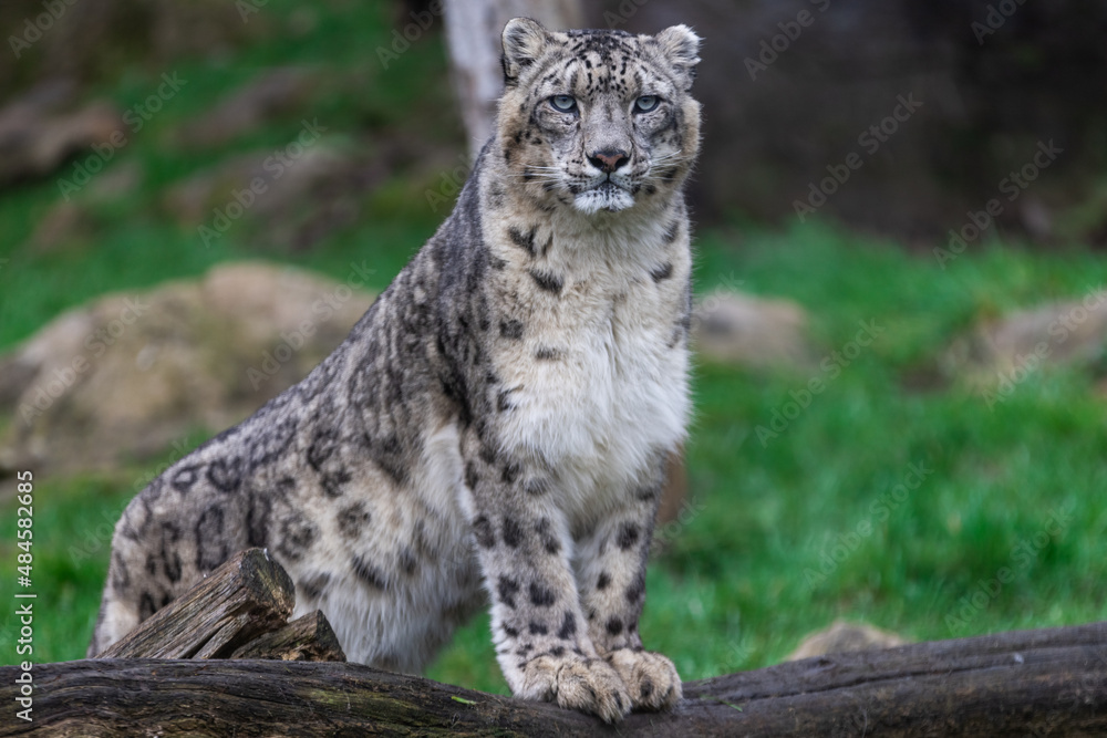 Portrait of a snow leopard in the meadow