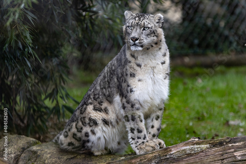 Obraz na płótnie Portrait of a snow leopard in the meadow w salonie