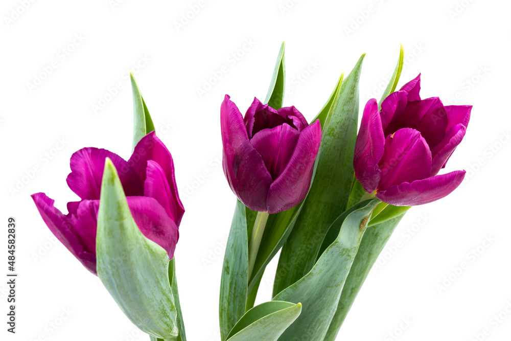 Bunch of fresh purple tulip flowers close up isolated on white background. Spring holidays concept background. Bunch of fresh purple tulip flowers close up isolated on white background. Spring holidays concept background.