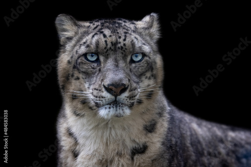 Portrait of a snow leopard with a black background