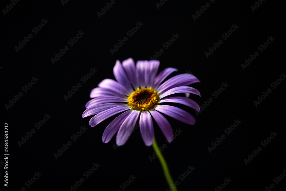 nice flower on the black background nice flower on the black background