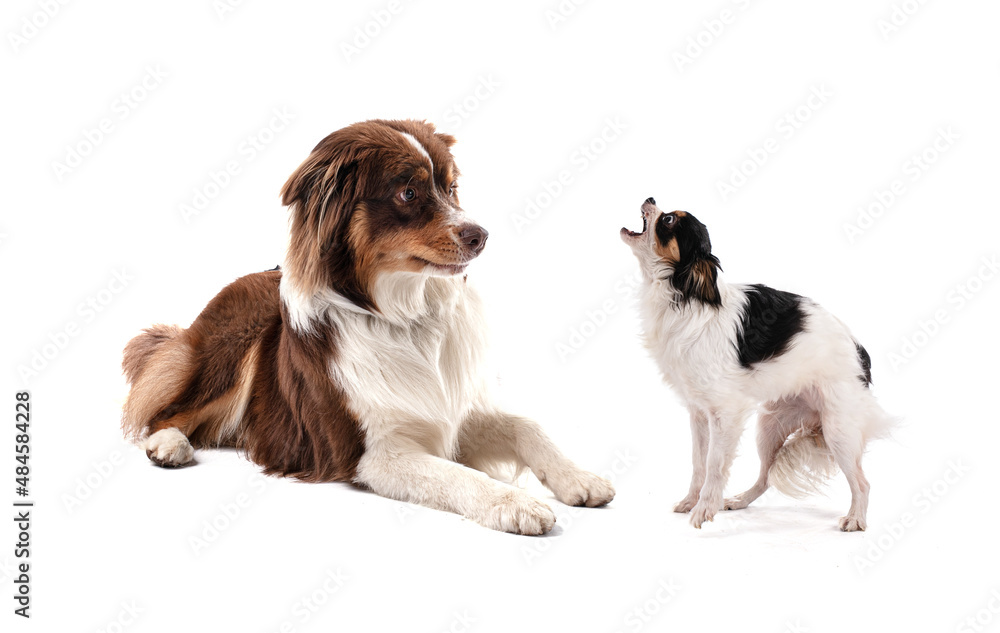 Obraz premium Australian Shepherd who has little of a Chihuahua barking