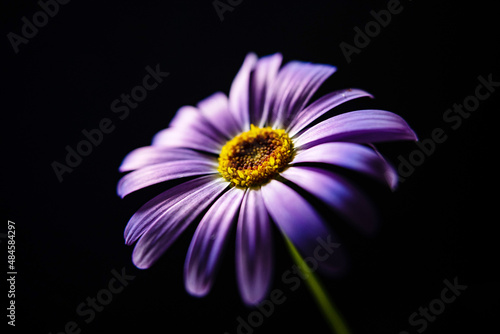 nice flower on the black background