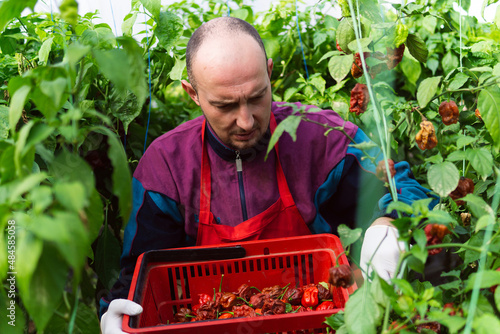 Farmer holding a crate with super hot peppers in his hothouse garden.