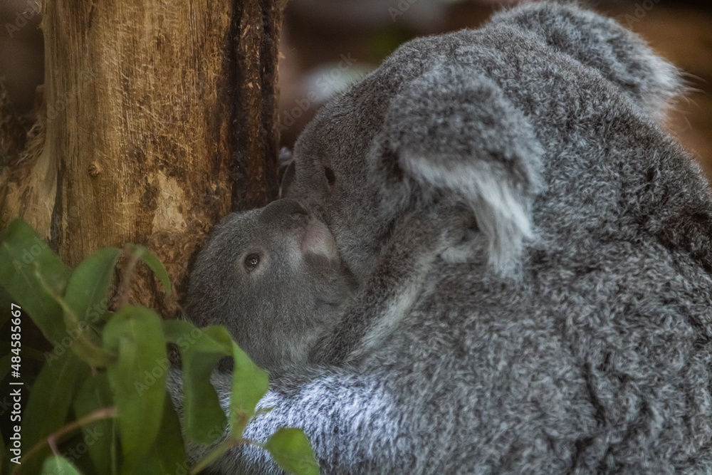 A baby koala and its mother walk in a tree
