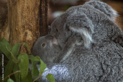 Obraz na płótnie A baby koala and its mother walk in a tree w salonie