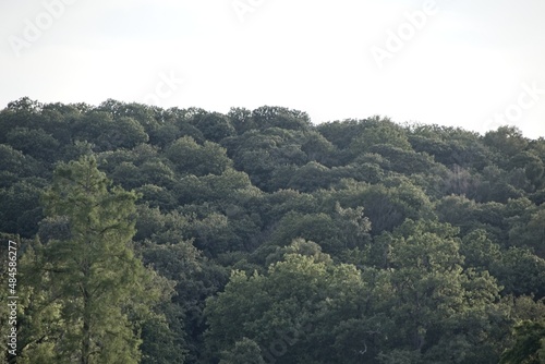 tree in the forest