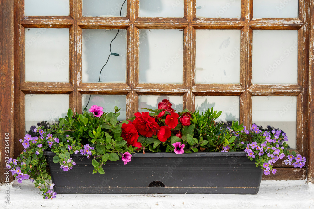 Fototapeta premium Flower bed on a old style wooden frame window. Red and purple flowers. House exterior decoration.