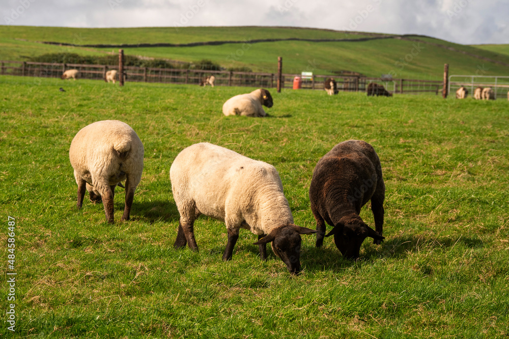 Cute wool sheep on a green grass field. Warm sunny day. Open farm. Agriculture and farming industry Cute wool sheep on a green grass field. Warm sunny day. Open farm. Agriculture and farming industry