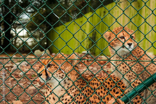 Cute cheetah family in a zoo behind green metal fence. Big cat with famous fur pattern and known for high speed. Nature preservation for future generation concept. Rich saturated color.