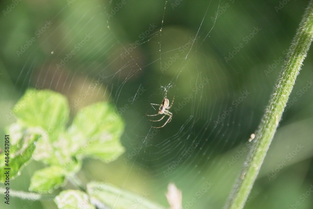 spider on a web spider on a web