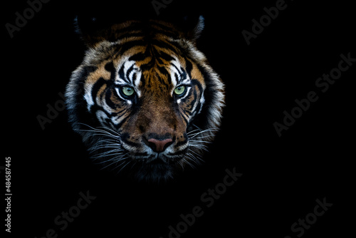 Portrait of a tiger with a black backgroung