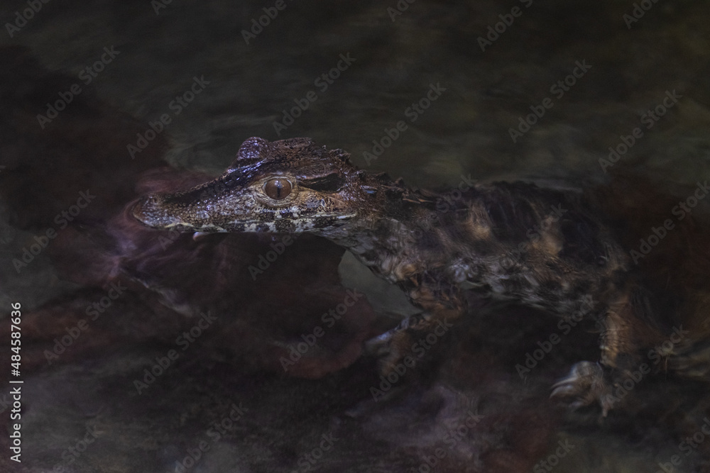 Portrait of a crocodile resting in the lake