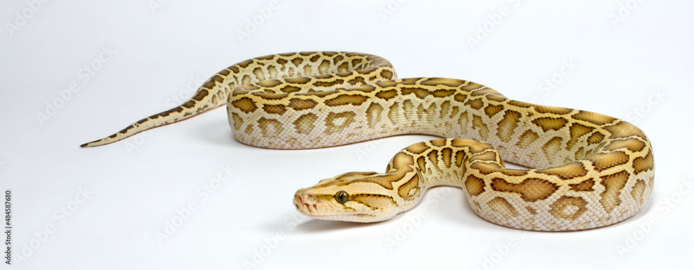 Burmese Python Morphs