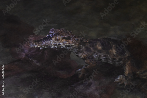 Obraz na płótnie Portrait of a crocodile resting in the lake w salonie