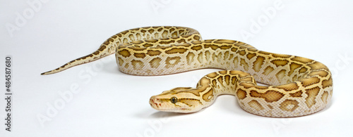 Dunkler Tigerpython // Burmese python, Indian rock python (Python bivittatus) - colour morph 