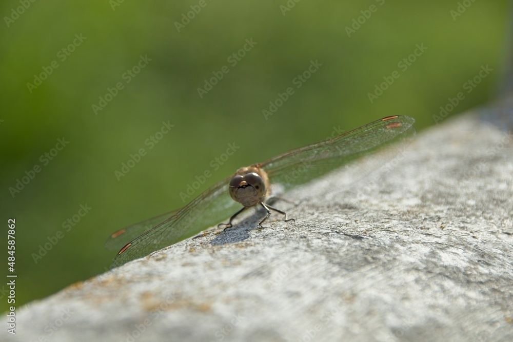 close up of a dragonfly close up of a dragonfly