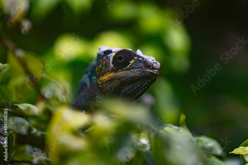Portrait of a chameleon in the jungle