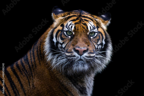 Obraz na płótnie Portrait of a tiger with a black backgroung w salonie