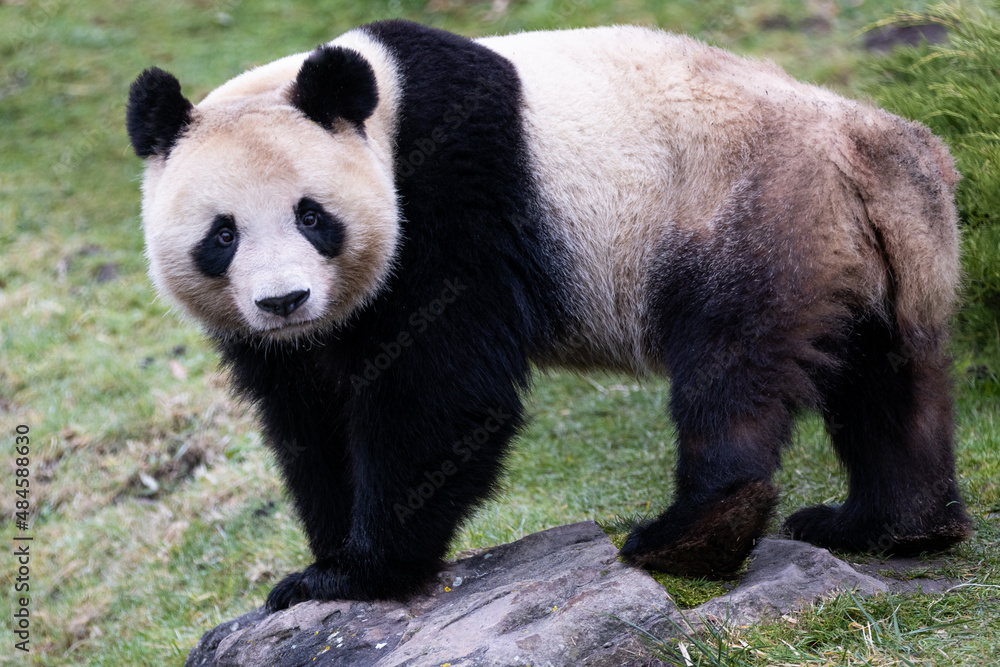 Portrait of a panda in the meadow