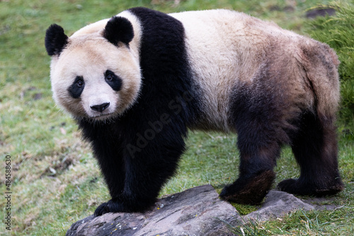 Obraz na płótnie Portrait of a panda in the meadow w salonie