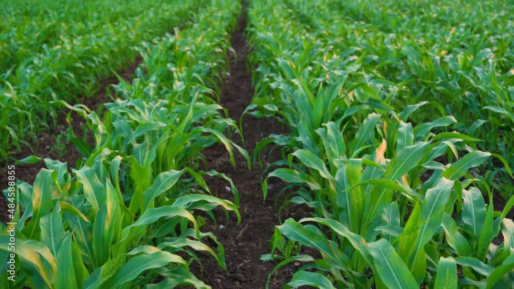 Green corn agriculture field with sky background. Green corn agriculture field with sky background.