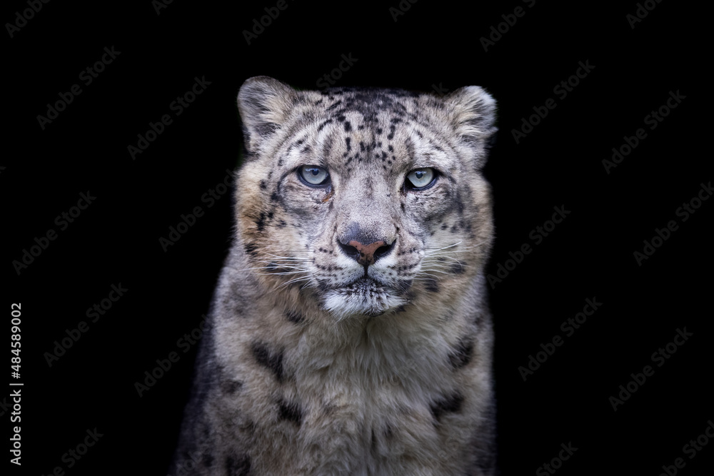 Portrait of a snow leopard with a black background