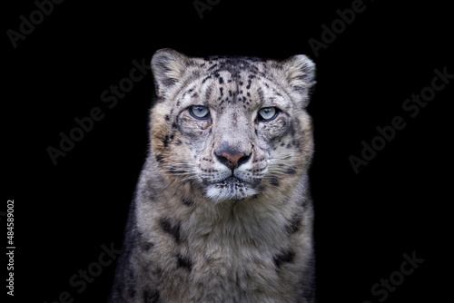 Obraz na płótnie Portrait of a snow leopard with a black background w salonie