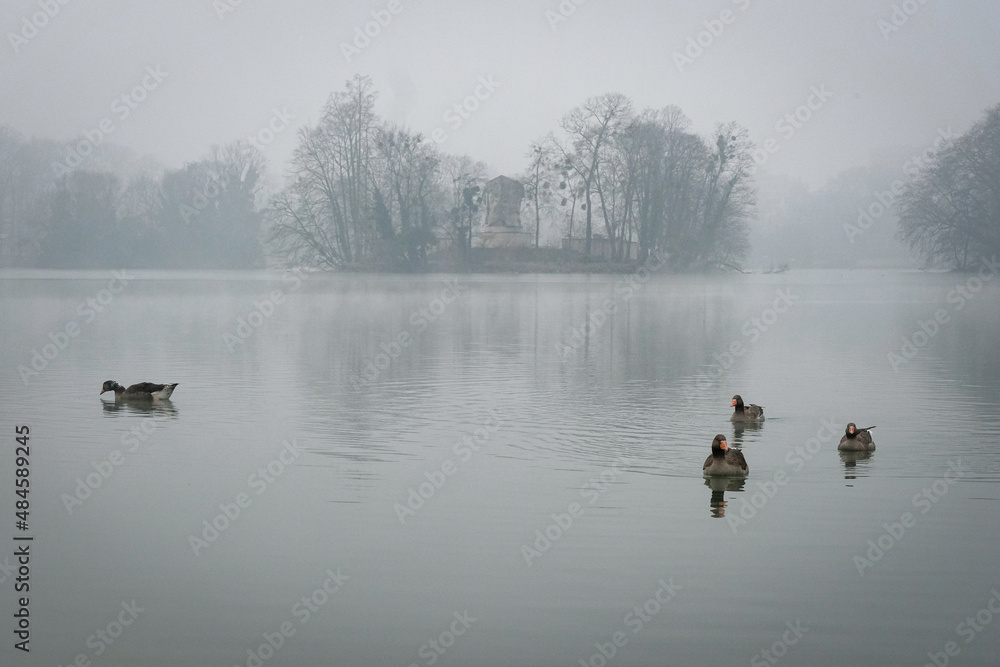 Les oies sur le lac et la brume
Les oies sur le lac et la brume