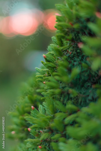Evergreen fir tree in spring. Young green needle of conferous fir tree. Spring time  early nature renewal.
