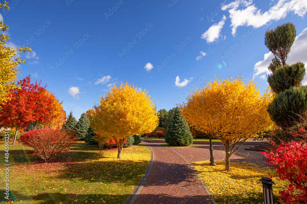 Bright yellow red and orange trees in the autumn park.