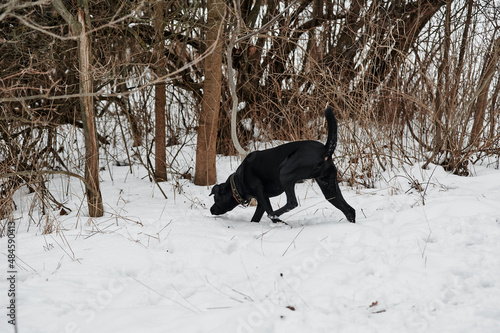 black labrador runs through the snow in winter in the forest