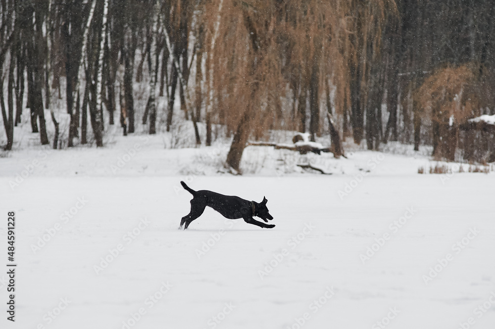 black labrador runs through the snow in winter in the forest black labrador runs through the snow in winter in the forest