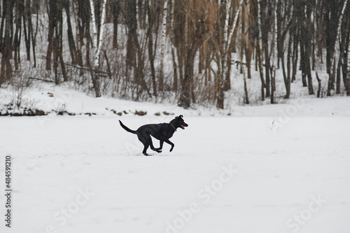 black labrador runs through the snow in winter in the forest