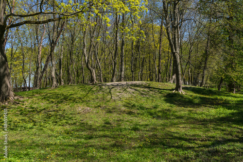 glade with blooming dandelions