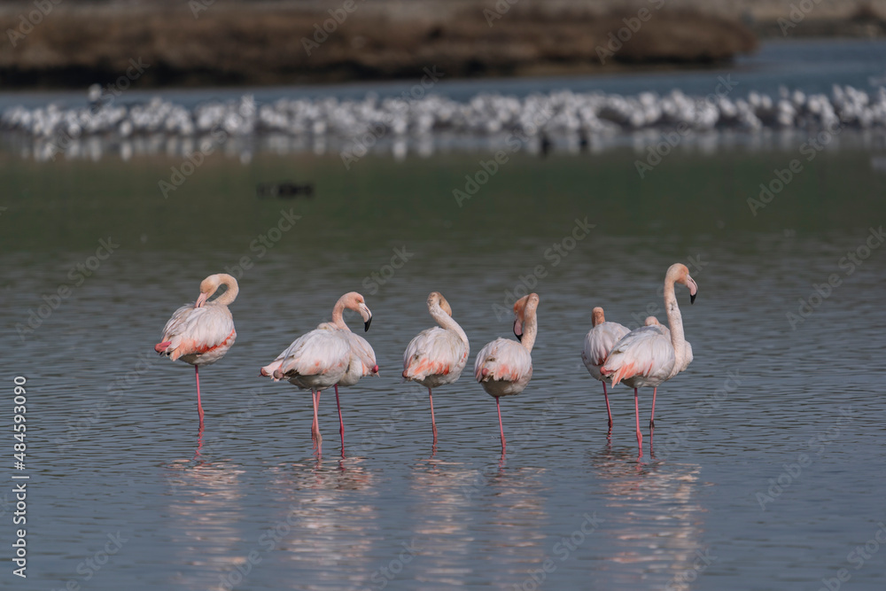 Greater Flamingo (Phoenicopterus roseus) feeding in the lake