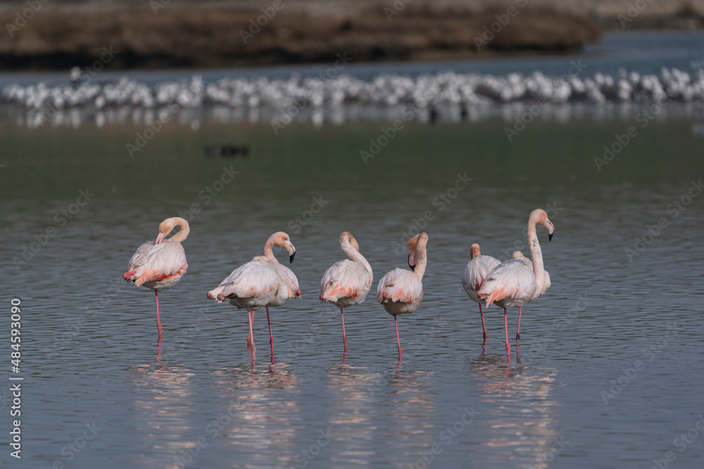 Fototapeta premium Greater Flamingo (Phoenicopterus roseus) feeding in the lake