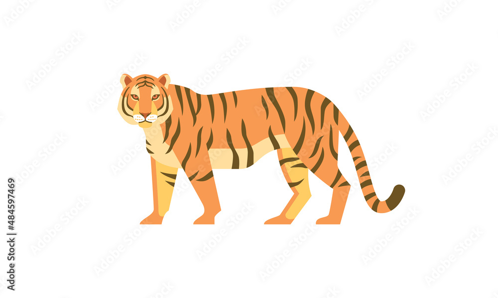 Obraz premium Tiger (Panthera tigris) side angle view. Asian wild animal with dark vertical stripes on orange fur, flat style vector illustration isolated on white background