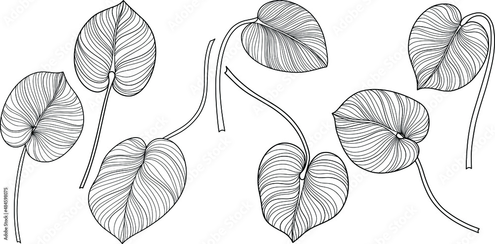 Leaves isolated on white. Tropical leaves. Hand drawn vector illustration
