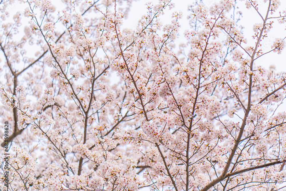 満開の桜、春 満開の桜、春
