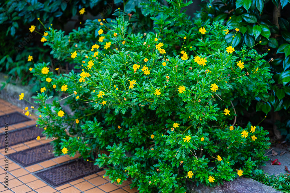 Fototapeta premium 路傍の花