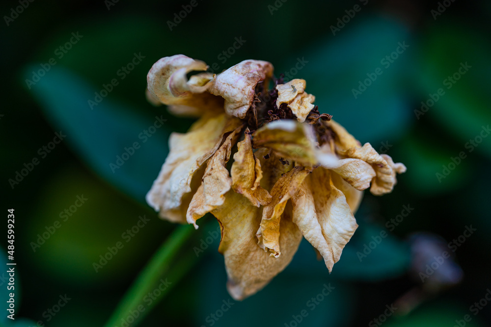 枯れた花 Stock Photo Adobe Stock