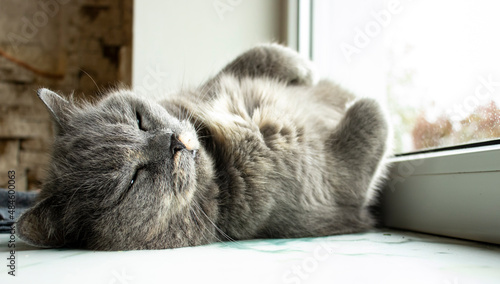 An old gray cat lies on the windowsill.