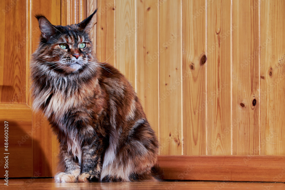 Maine Coon cat on the wooden backgrounds in the house
