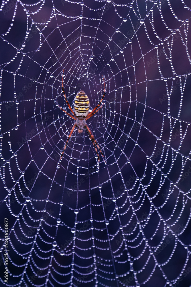 Wasp spider Argiopa spiders on web in garden Wasp spider Argiopa spiders on web in garden