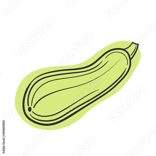 Vector squash, vegetable marrow line and abstract spot on white isolated background.