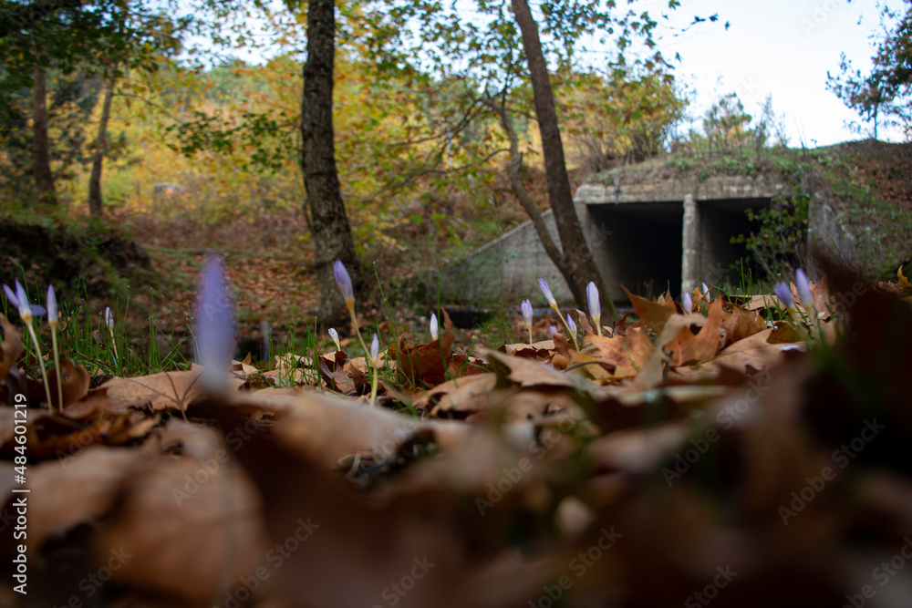 Obraz premium Snowdrops in the forest with beautiful soft light marking the coming of spring, flowers in the frosty, Beautiful wildflowers, in the forest, on a sunny spring day