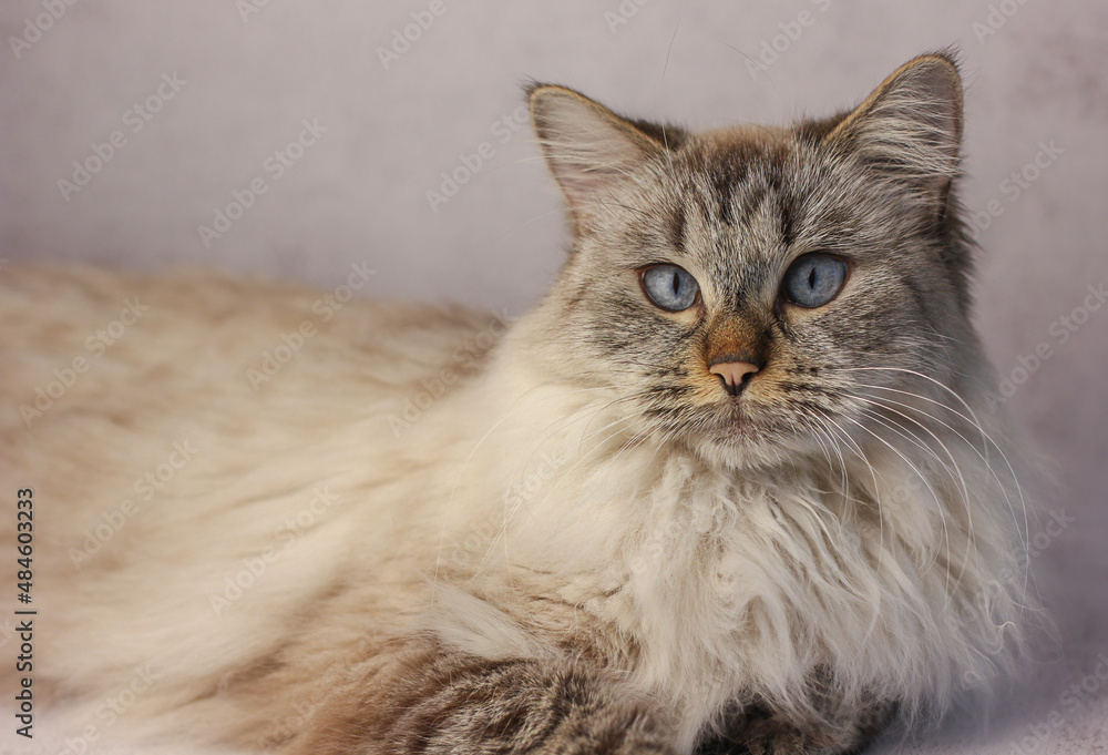 Portrait of a Siberian cat