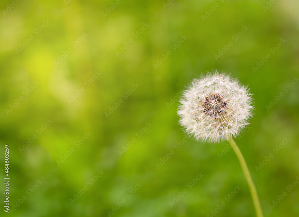 Fototapeta premium Dandelion on green grass